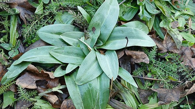 Ophrys apifera  - José Miguel Martins Da Silva
