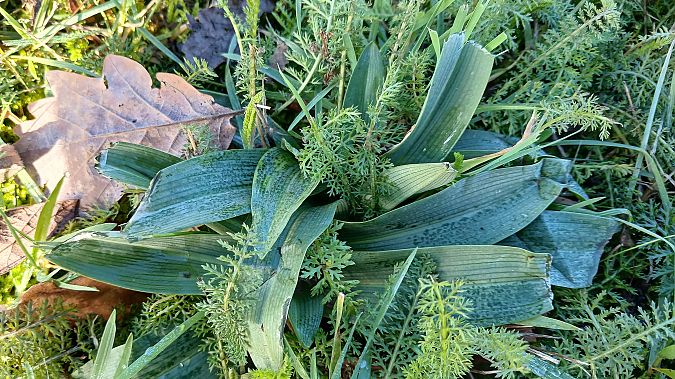 Ophrys apifera  - José Miguel Martins Da Silva