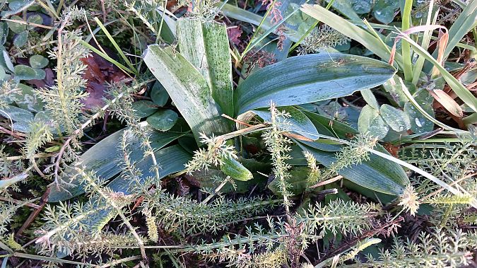 Ophrys apifera  - José Miguel Martins Da Silva