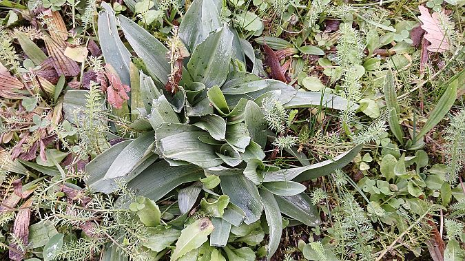 Ophrys apifera  - José Miguel Martins Da Silva