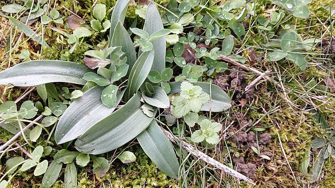 Ophrys apifera  - José Miguel Martins Da Silva