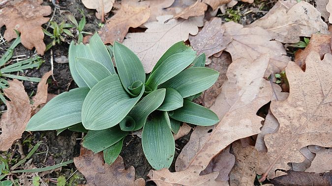 Ophrys apifera  - José Miguel Martins Da Silva