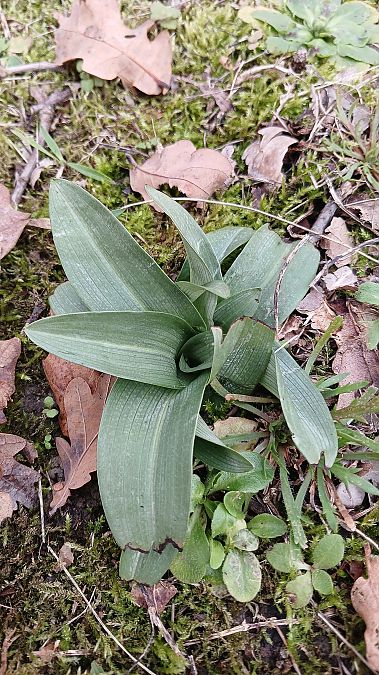 Ophrys apifera  - José Miguel Martins Da Silva