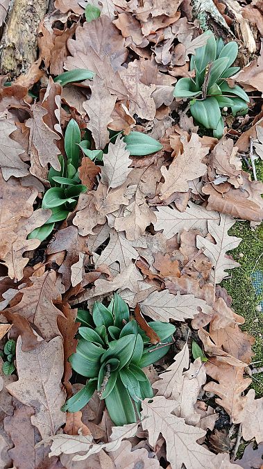 Ophrys apifera  - José Miguel Martins Da Silva