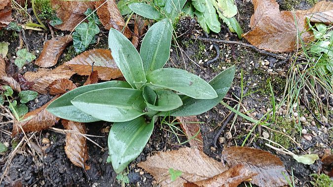 Ophrys apifera  - José Miguel Martins Da Silva