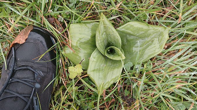 Himantoglossum hircinum  - José Miguel Martins Da Silva
