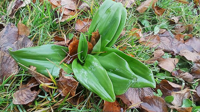 Himantoglossum hircinum  - José Miguel Martins Da Silva