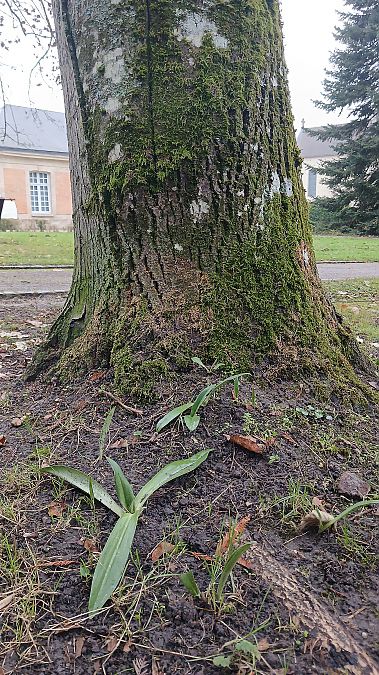 Himantoglossum hircinum  - José Miguel Martins Da Silva