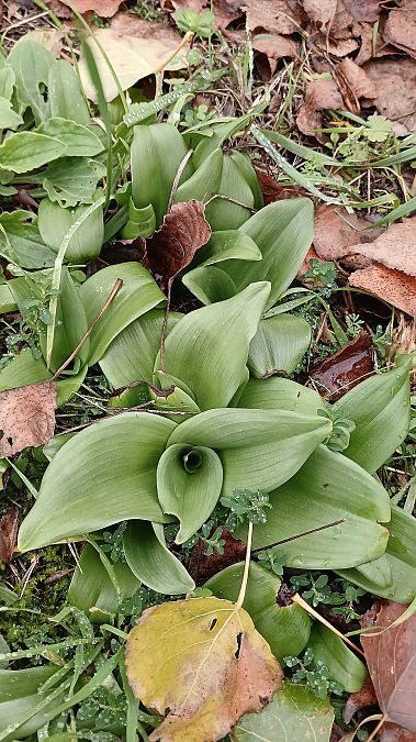 Himantoglossum hircinum  - José Miguel Martins Da Silva