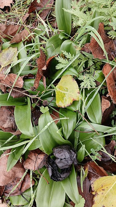 Himantoglossum hircinum  - José Miguel Martins Da Silva