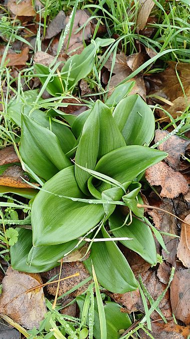 Himantoglossum hircinum  - José Miguel Martins Da Silva