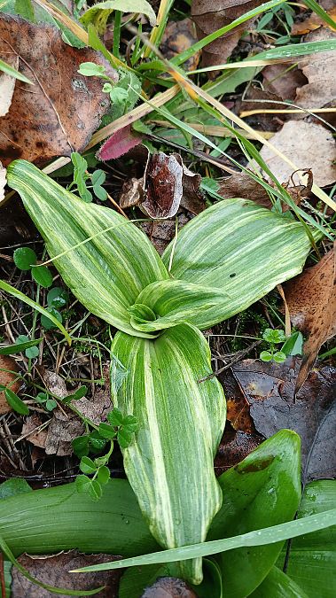 Himantoglossum hircinum  - José Miguel Martins Da Silva
