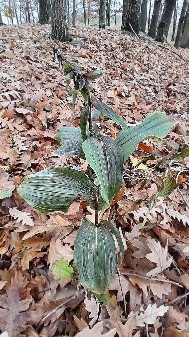 Epipactis helleborine  - José Miguel Martins Da Silva