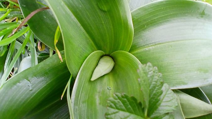 Himantoglossum robertianum  - José Miguel Martins Da Silva