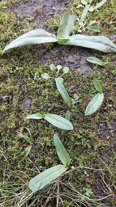 Ophrys apifera  - José Miguel Martins Da Silva