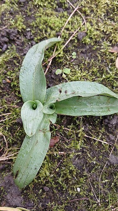 Ophrys apifera  - José Miguel Martins Da Silva