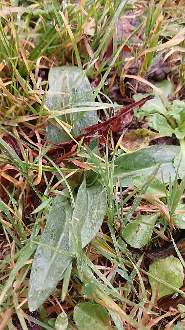 Ophrys apifera  - José Miguel Martins Da Silva