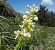 Orchis pallens (Orchis pâle) © Laurent Fourneret