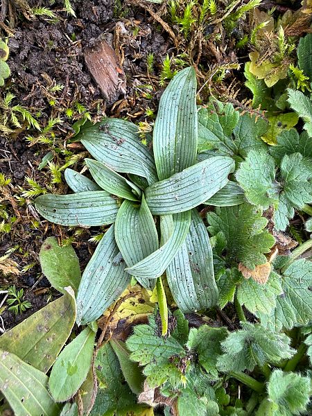 Ophrys sphegodes  - Ghislain Constans