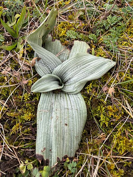 Ophrys sphegodes  - Ghislain Constans