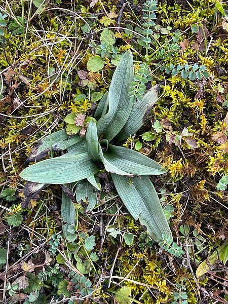 Ophrys sphegodes  - Ghislain Constans