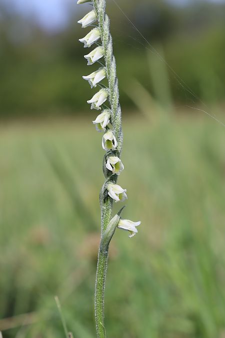 Spiranthes spiralis  - Vincent Gillet (21)