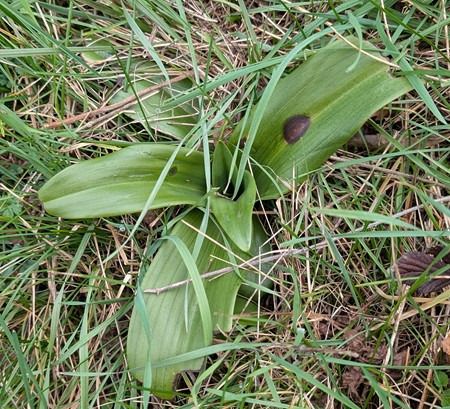 Himantoglossum hircinum  - Jacques Gilardin