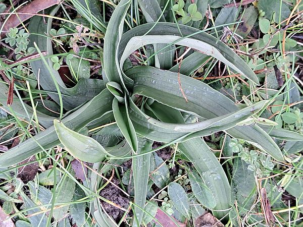 Anacamptis pyramidalis  - Dominique Raimbault