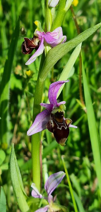 Ophrys scolopax  - Vincent Lutton