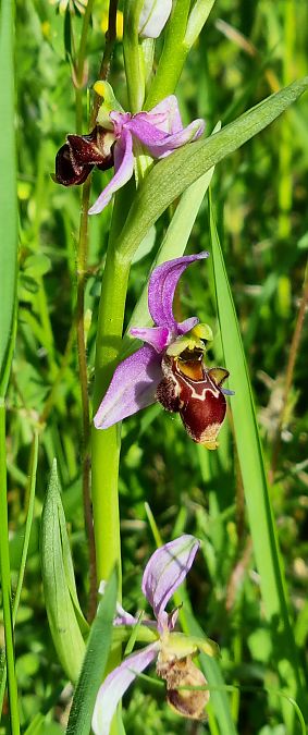 Ophrys scolopax  - Vincent Lutton