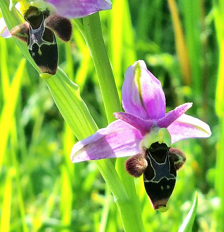 Ophrys scolopax  - Vincent Lutton