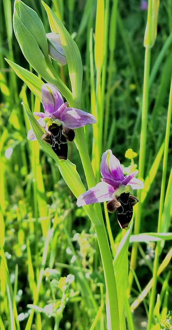 Ophrys scolopax  - Vincent Lutton