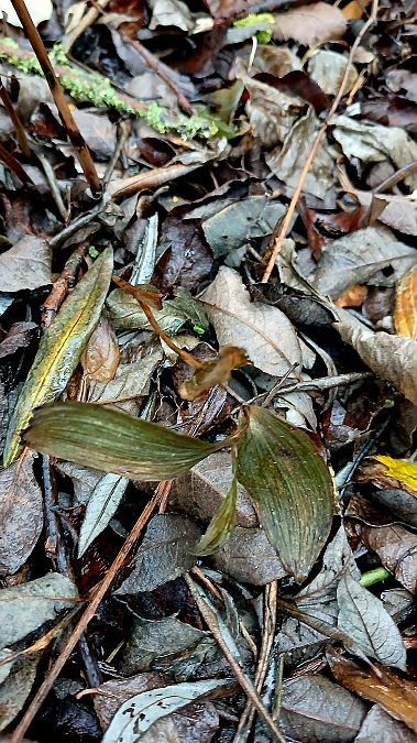 Epipactis helleborine var. minor  - José Miguel Martins Da Silva