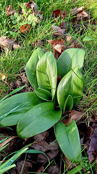 Himantoglossum hircinum  - José Miguel Martins Da Silva
