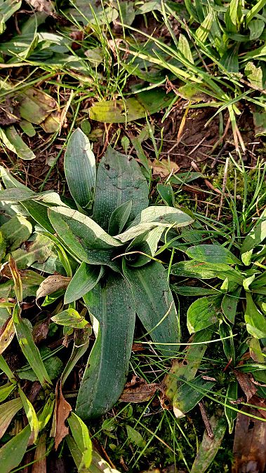 Ophrys apifera  - José Miguel Martins Da Silva