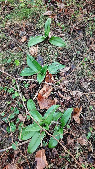 Himantoglossum hircinum  - José Miguel Martins Da Silva