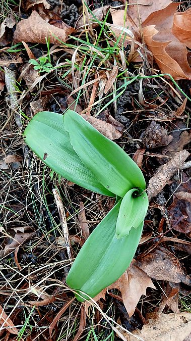 Himantoglossum hircinum  - José Miguel Martins Da Silva
