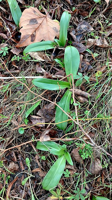 Himantoglossum hircinum  - José Miguel Martins Da Silva