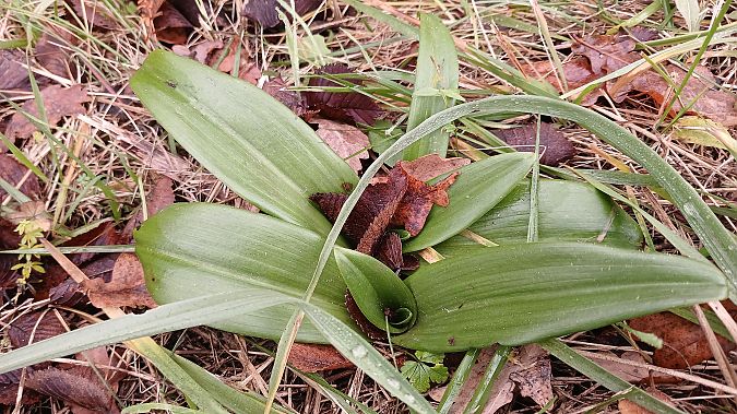 Himantoglossum hircinum  - José Miguel Martins Da Silva