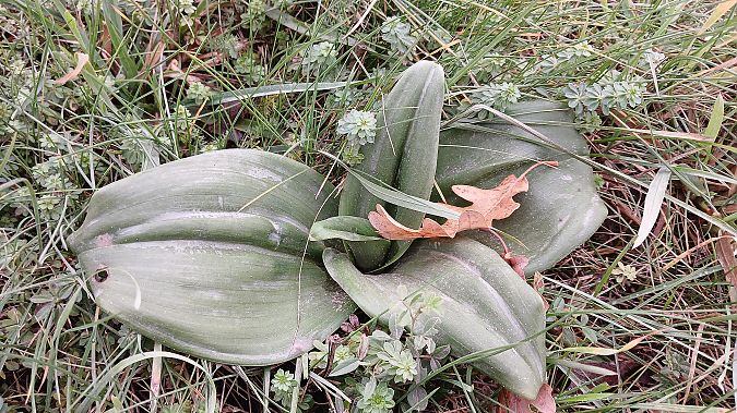 Himantoglossum hircinum  - José Miguel Martins Da Silva