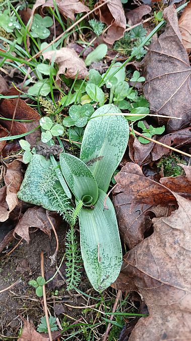 Ophrys apifera  - José Miguel Martins Da Silva