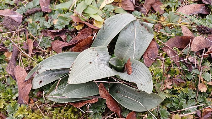 Ophrys apifera  - José Miguel Martins Da Silva