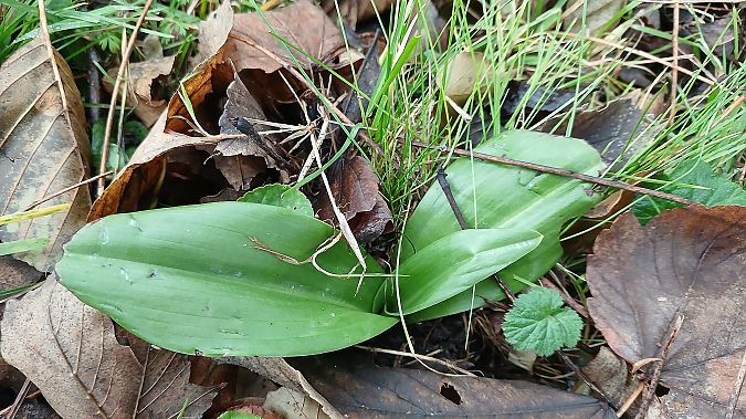 Himantoglossum hircinum  - José Miguel Martins Da Silva