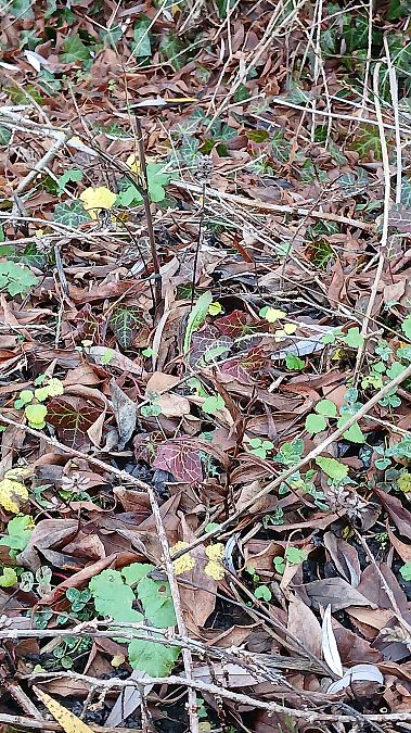 Epipactis helleborine var. minor  - José Miguel Martins Da Silva