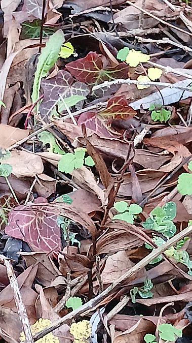 Epipactis helleborine var. minor  - José Miguel Martins Da Silva