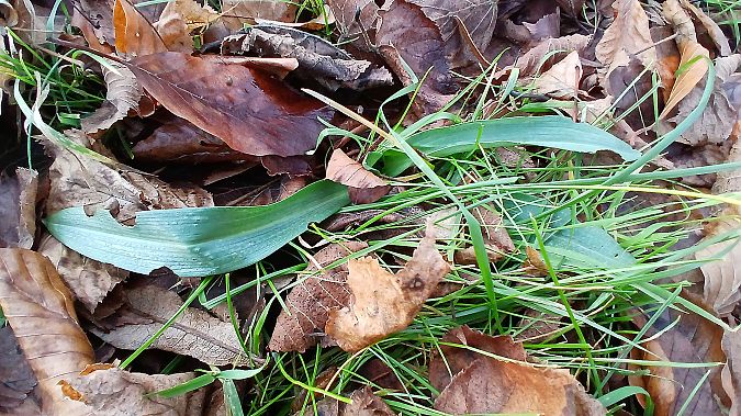 Ophrys apifera  - José Miguel Martins Da Silva