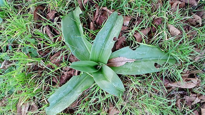 Himantoglossum hircinum  - José Miguel Martins Da Silva