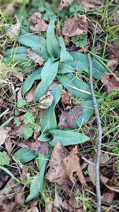 Ophrys apifera  - José Miguel Martins Da Silva