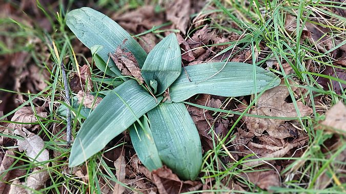 Ophrys apifera  - José Miguel Martins Da Silva