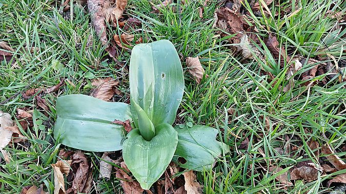 Himantoglossum robertianum  - José Miguel Martins Da Silva